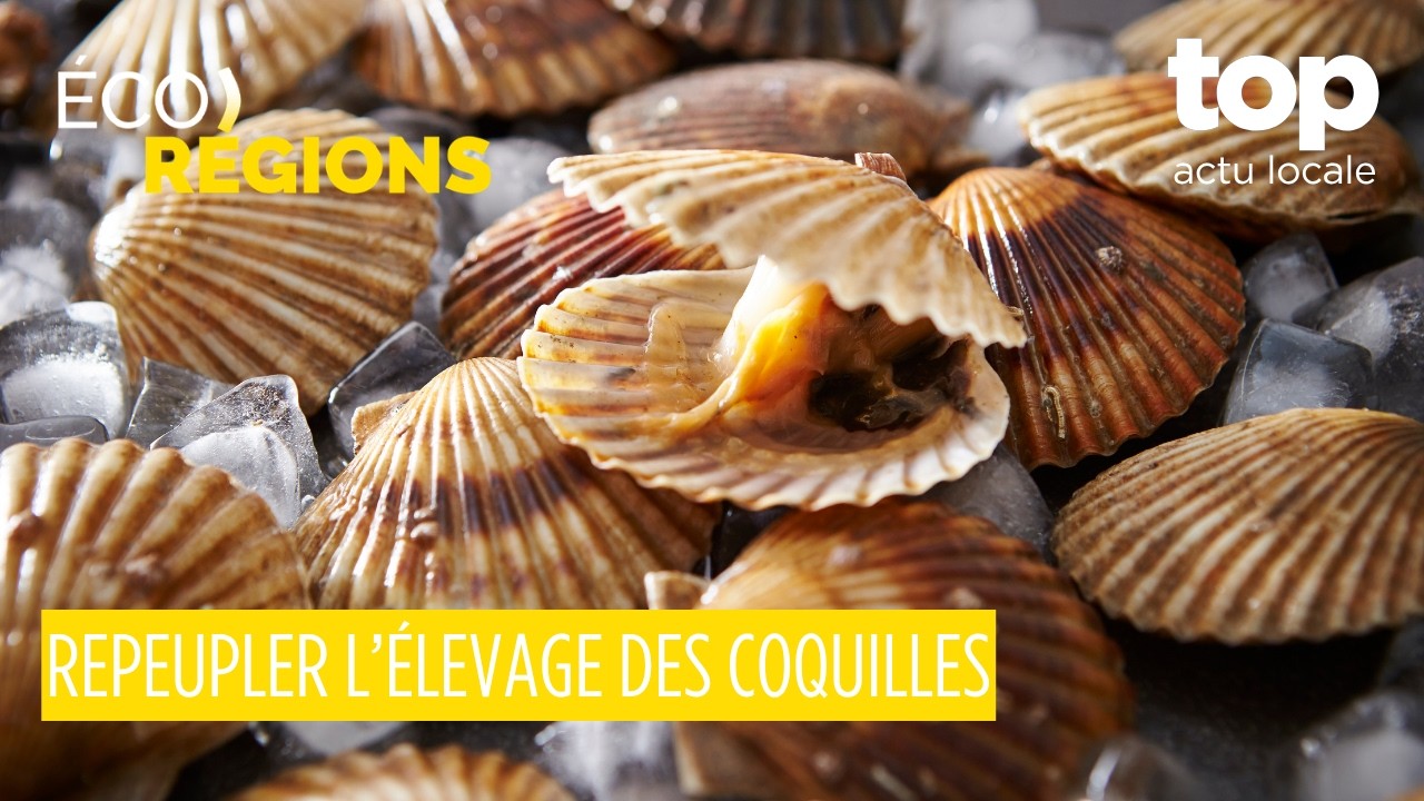 Éco-Régions : giga factory en Moselle, recyclage dans l’Aube et coquilles Saint-Jacques en Bretagne